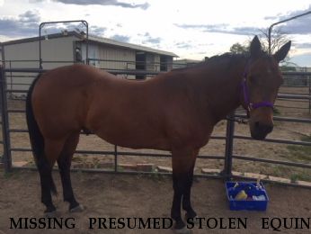 MISSING PRESUMED STOLEN EQUINE Taur Dees Friend, LOCATED 7/20/2018 Near Broomfield, CO, 80020
